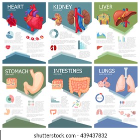 Human Organ Anatomy Infographic Poster With Chart, Diagram And Icon. Kidney, Lung, Liver, Heart, Stomach, Intestine Medical Science Brochure