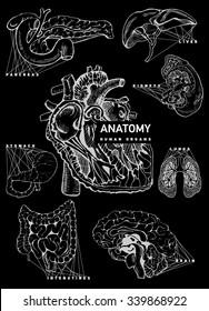 Human organ anatomy set. Hand drawing illustration for a textbook on medicine. Heart, kidney, lung, stomach, intestines, brain, liver, pancreas. 