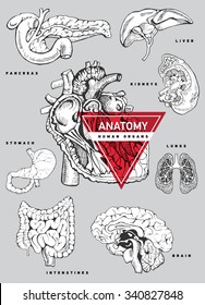 Human Organ Anatomy Set. Hand Drawing Illustration For A Textbook On Medicine. Heart, Kidney, Lung, Stomach, Intestines, Brain, Liver, Pancreas. 