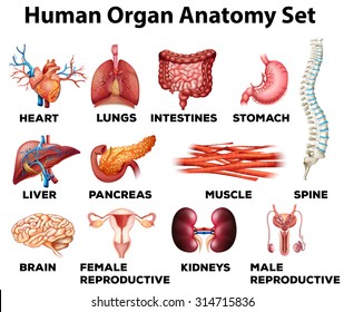 Human Organ Anatomy Set Illustration