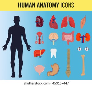 Human organ anatomy set. Vector illustration