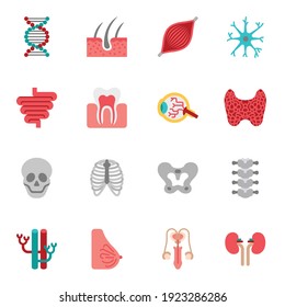 Human Organ Or Body Parts Flat Icon Set 2. Vector Illustration Isolated On White Background.