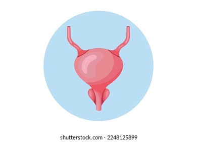 Colección de órganos humanos. Ilustración de color de icono anatómico plano vectorial. Escalera. Signo médico de atención médica. Elemento de diseño para urología.
