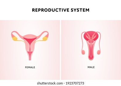 Human organ collection. Vector flat modern icon color illustration set. Female and male reproductive system anatomy for biology.