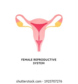 Human organ collection. Vector flat modern icon color illustration. Female reproductive system anatomy for gynecology. Vagina, cervix, uterus, fallopian tube.