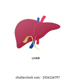 Human organ collection. Vector flat modern anatomical icon color illustration. Red liver with artery isolated on white background. Health care sign. Design element for hepatology, medicine, biology.