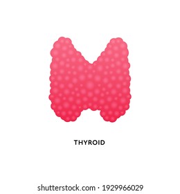 Human organ collection. Vector flat modern anatomical icon color illustration. Red thyroid gland isolated on white background. Health care medical sign. Design element for endocrinology.