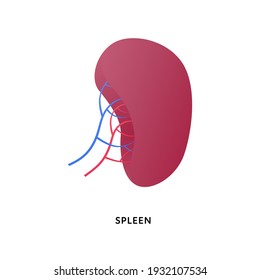 Organsammlung des Menschen. Vektorflache moderne anatomische Ikone-Farbgrafik. rote Milz einzeln auf weißem Hintergrund. Gesundheitszeichen Design-Element für Splenomegalie.
