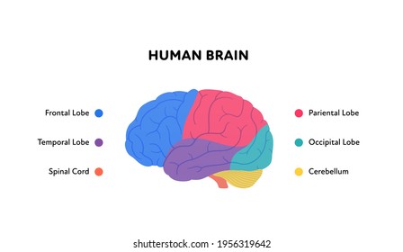 Human organ collection. Vector flat modern anatomical icon color illustration. Brain structure diagram with text. Health care neurology medical sign. Design element.