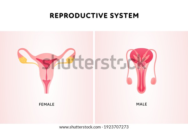 Human organ collection. Vector flat modern icon\
color illustration set. Female and male reproductive system anatomy\
for biology.
