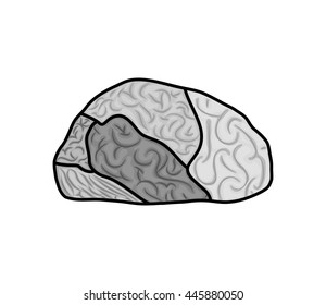 Human organ concept represented by brain icon. isolated and flat illustration 