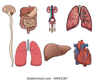 Human organ consist of brain, lung, heart, digestive system and kidney in vector