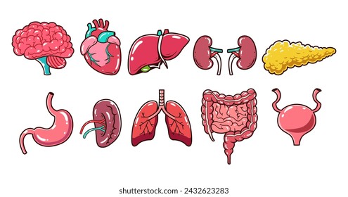 Menschliches Organelement Vektor Illustration Set