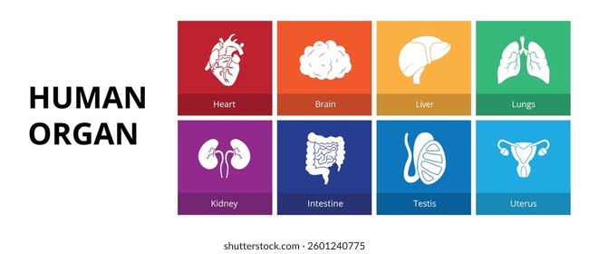 Human Organ Glyph Solid Banner Web Icon Set Vector Illustration