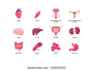 Human Organ Icon Collection. Vector Flat Color Anatomical Illustration. Nervous, Cardivascular System, Reproductive, Digestive, Internal Organs. Design Element For Medicine, Biology, Education.