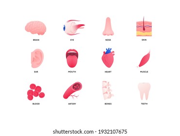 Sammlung menschlicher Organe. Vektorflache anatomische Illustration in Farbe. Nervensystem, Herz-Kreislauf-System, Knochen und Geschmacksorgane. Design-Element für Medizin, Biologie, Bildung.