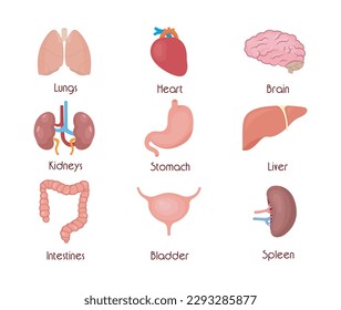 Colección de iconos de órganos humanos. Ilustración anatómica de color plano vectorial