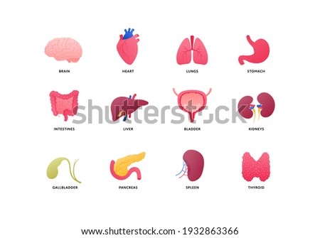 Human organ icon collection. Vector flat color anatomical illustration. Nervous, cardivascular, digestive systems, internal organs and glands. Design element for medicine, biology, education.