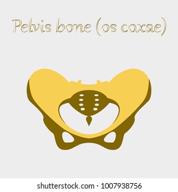 human organ icon in flat style pelvic bones