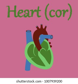 human organ icon in flat style heart