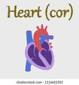 human organ icon in flat style heart