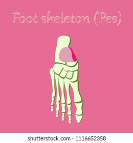 human organ icon in flat style foot skeleton