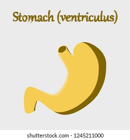 human organ icon in flat style stomach