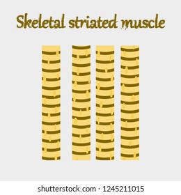human organ icon in flat style skeletal striated muscle