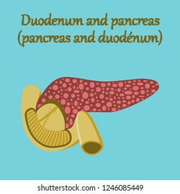 human organ icon in flat style duodenum and pancreas