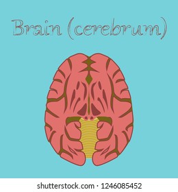 human organ icon in flat style brain