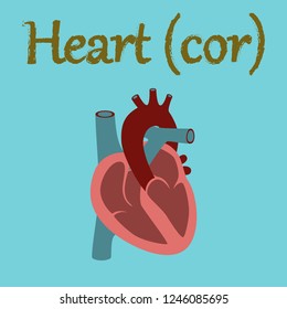 human organ icon in flat style heart