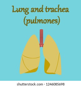 human organ icon in flat style lungs and trachea