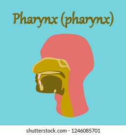 human organ icon in flat style pharynx