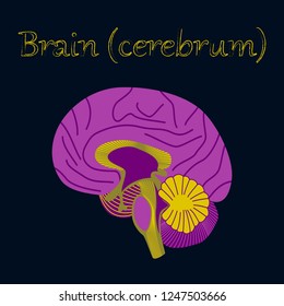 human organ icon in flat style brain