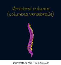 human organ icon in flat style vertebral column