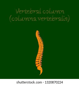 human organ icon in flat style vertebral column