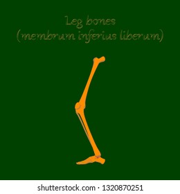 human organ icon in flat style leg bone