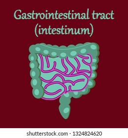 human organ icon in flat style gastrointestinal tract
