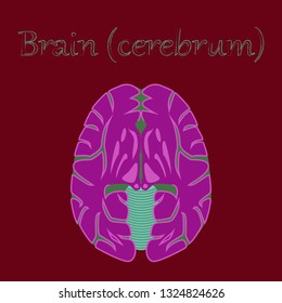 human organ icon in flat style brain