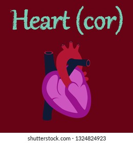human organ icon in flat style heart