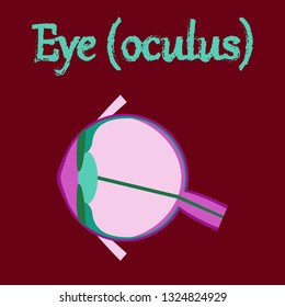 human organ icon in flat style eye