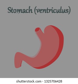 human organ icon in flat style stomach