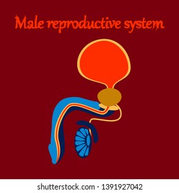 human organ icon in flat style Male Reproductive System