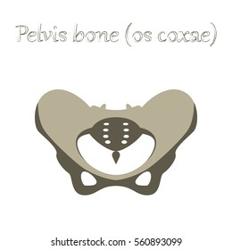 Human Organ Icon In Flat Style Pelvic Bones