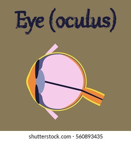 human organ icon in flat style eye