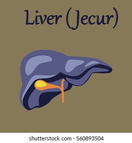 human organ icon in flat style liver