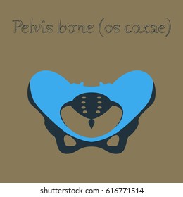 human organ icon in flat style pelvic bones