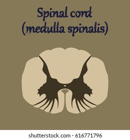 human organ icon in flat style spinal cord