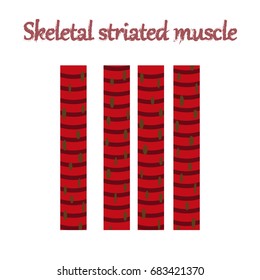 human organ icon in flat style skeletal striated muscle