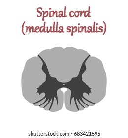 human organ icon in flat style spinal cord